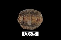 藏品(錦石鼈)的圖片